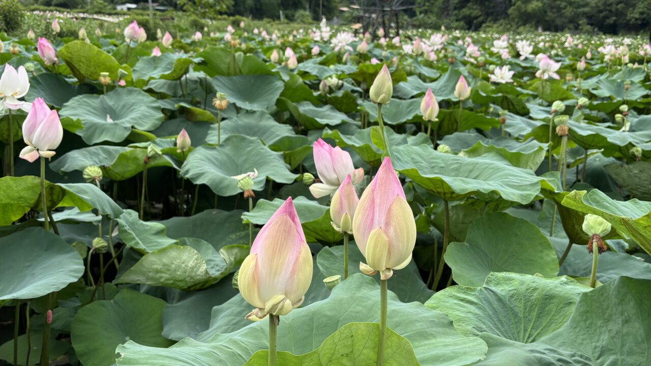 NinhBinh